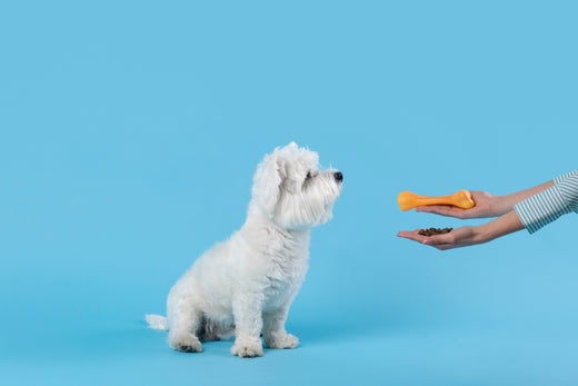 The Ultimate Guide to Choosing the Perfect Dog Treats for Your Furry Friend