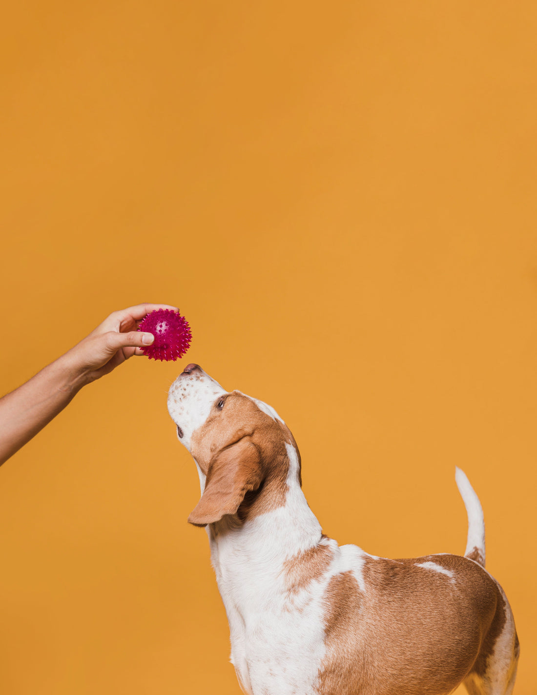 5 Fun and Creative Ways to Use Dog Treats for Training and Bonding