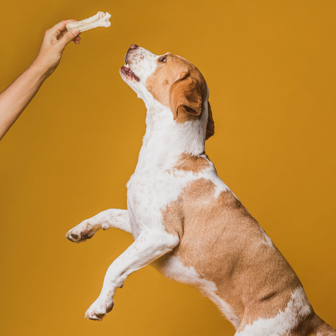 The Benefits of Natural Dog Treats: Why Your Pup Deserves the Best